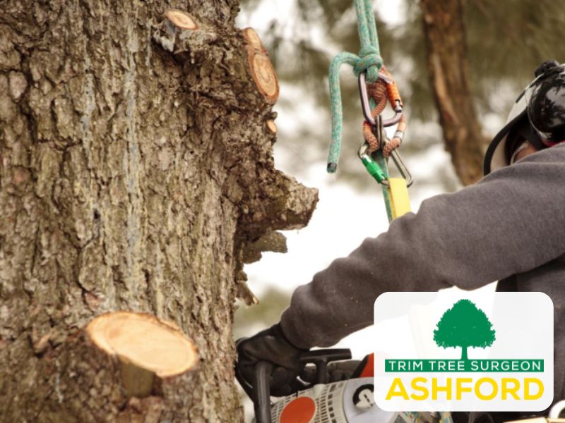 treesurgeon_TN23_ashford_Kent